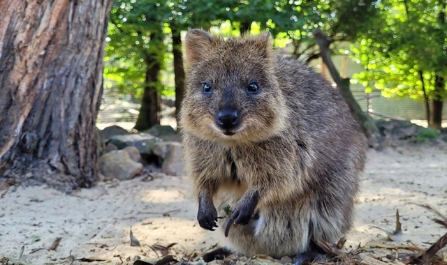 [지그재그투어] 유칼립투스의 천국, 블루마운틴 & 페더데일 동물원 오픈런 투어