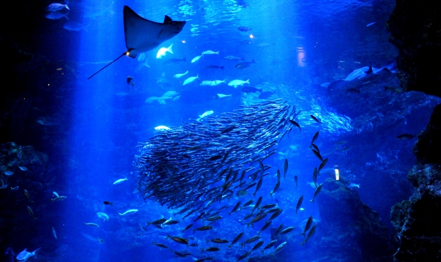 京都水族館 電子チケット