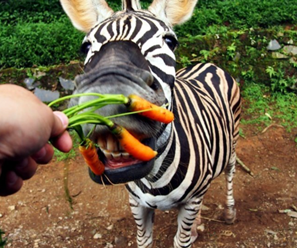 activity_detail_image