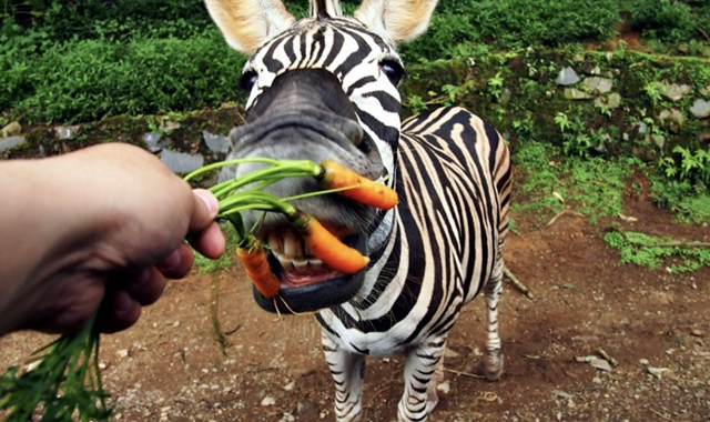 따만 사파리 일일 투어 (자카르타 출발)