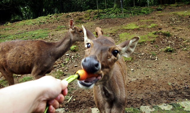 따만 사파리 일일 투어 (자카르타 출발)