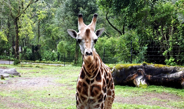 따만 사파리 일일 투어 (자카르타 출발)