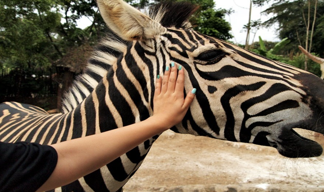 따만 사파리 일일 투어 (자카르타 출발)