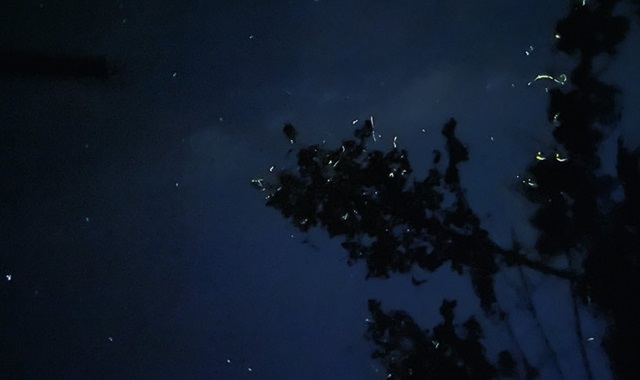 [50%할인] 보홀 로복강 배 반딧불 투어