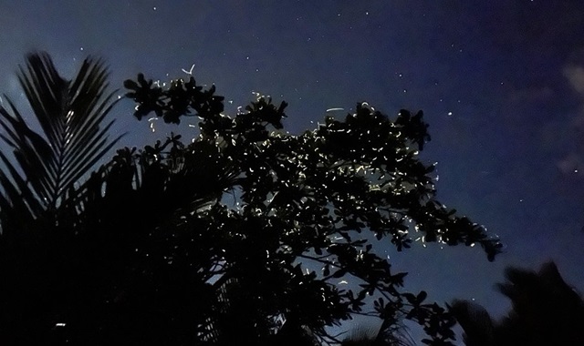 [50%할인] 보홀 로복강 배 반딧불 투어