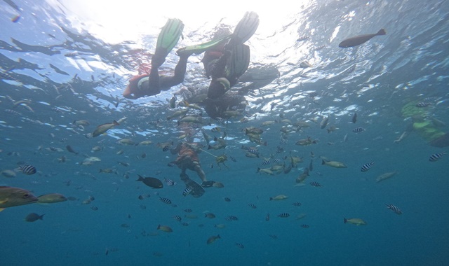 [한국인 가이드] 괌 피쉬아이 마린파크 스노클링 & 프리다이빙 투어 - 수중사진&영상 무료 제공