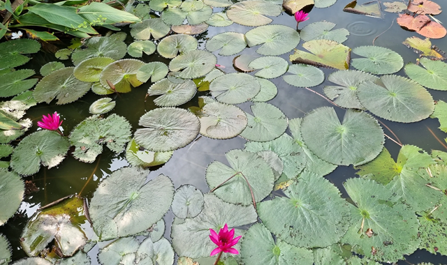 activity_detail_image