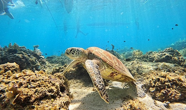 [50%할인] 보홀 발리카삭 호핑투어 (돌고래 & 거북이 와칭, 스노클링 2회)