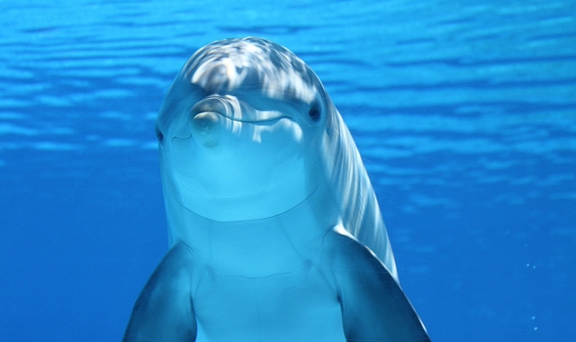 [50%할인] 보홀 발리카삭 호핑투어 (돌고래 & 거북이 와칭, 스노클링 2회)