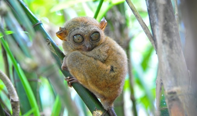 [50% 할인] 보홀 심플 육상투어 (맨메이드 포레스트 / 타르시어 원숭이 / 초콜릿힐)