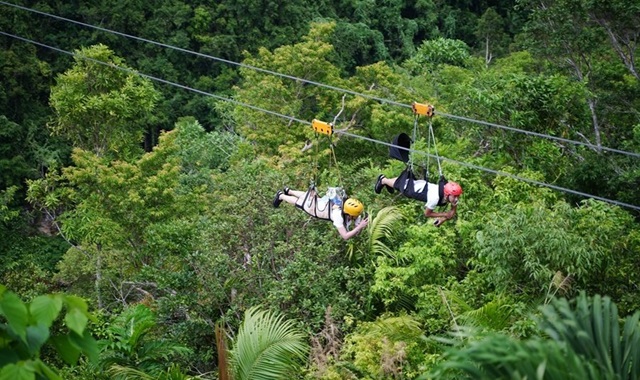 [50% 할인] 보홀 심플 육상투어 (맨메이드 포레스트 / 타르시어 원숭이 / 초콜릿힐)