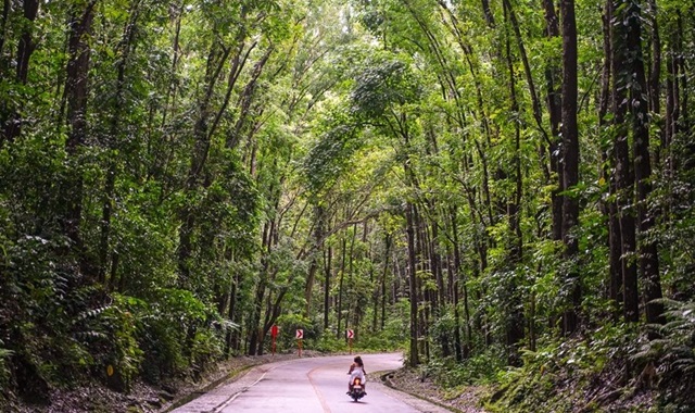 보홀 정통 데이투어 (로복강 / 초콜릿힐 / 타르시어 원숭이)