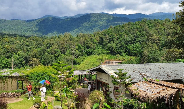 치앙마이 감성 여행 엘리핀팜 카페 & 반캉왓 & 싸이프레스 레인즈 투어