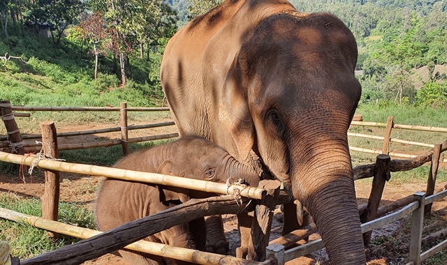치앙마이 감성 여행 엘리핀팜 카페 & 반캉왓 & 싸이프레스 레인즈 투어