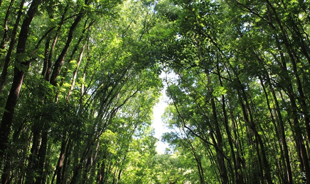 보홀 핵심 육상투어 (로복강, 초콜릿힐, 맨메이드숲)