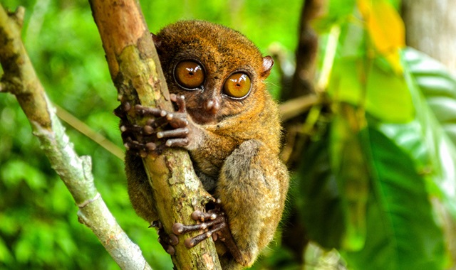 보홀 핵심 육상투어 (로복강, 초콜릿힐, 맨메이드숲)