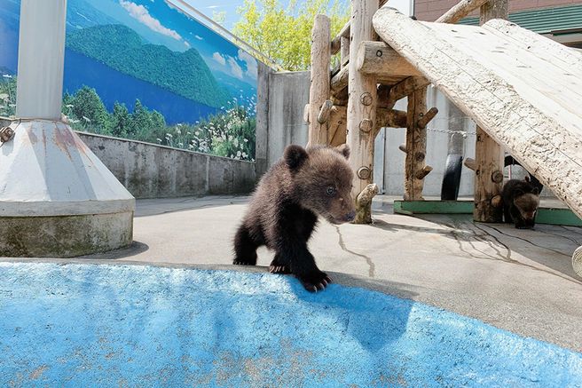 Showa Shinzan Bear Ranch Admission Ticket, Hokkaido