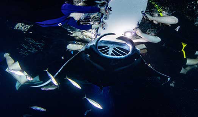 하와이 빅아일랜드 코나 선셋 만타레이 스노클링 투어