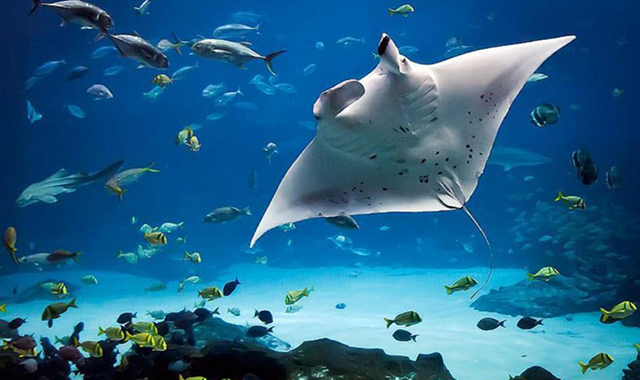 하와이 빅아일랜드 코나 선셋 만타레이 스노클링 투어