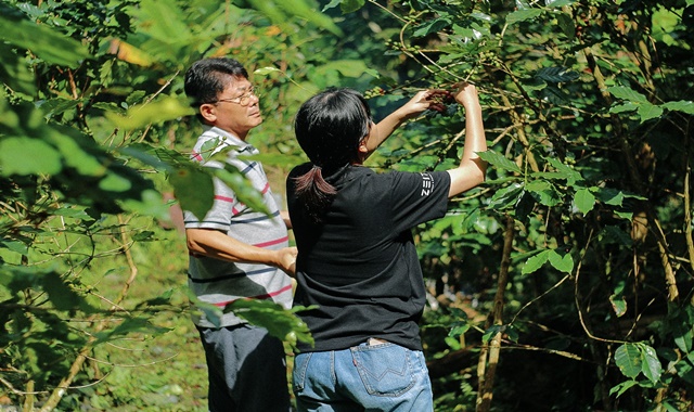 치앙마이 도이사켓 커피 투어