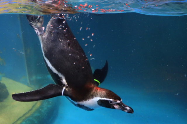 ソウル COEX(コエックス)アクアリウム 入場チケット