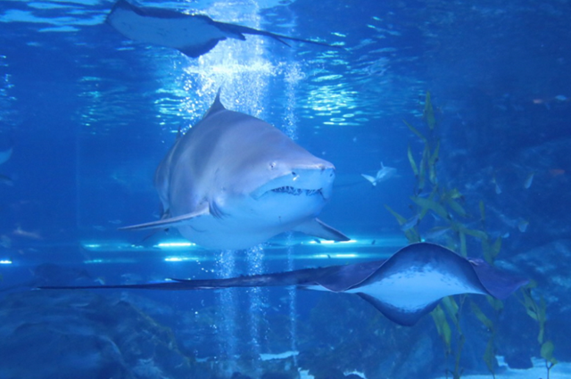 ソウル COEX(コエックス)アクアリウム 入場チケット