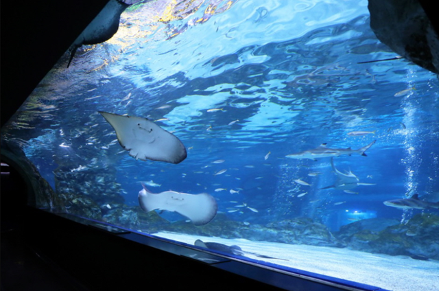 ソウル COEX(コエックス)アクアリウム 入場チケット