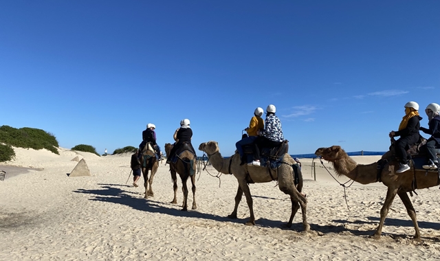 [놀러와시드니] 포트스테판 오픈런! 오크베일 동물원 / 돌고래 / 사막 썰매 / 와이너리 투어