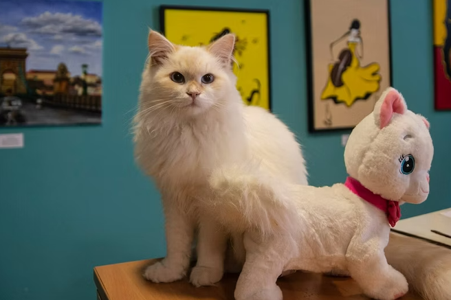 Budapest Cat Museum Ticket (Including Audio Guide)