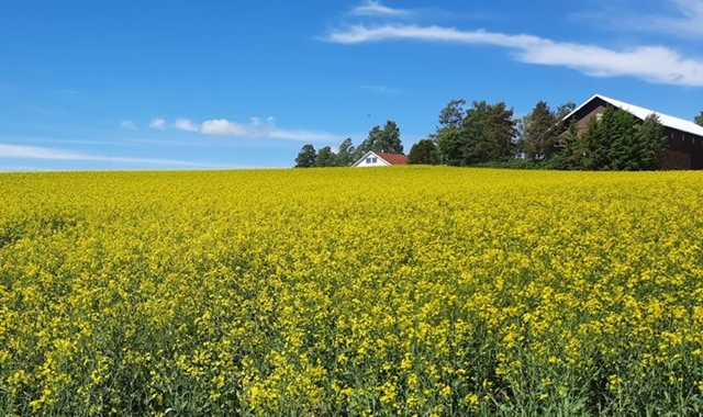 노르웨이 숲 트롤 여행, 겨울왕국 불멍 투어