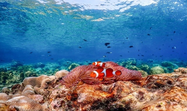 파타야 해피 니모섬 스노클링 투어 (드론 & 수중 촬영)