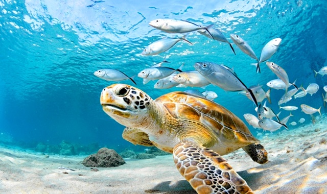 activity_detail_image