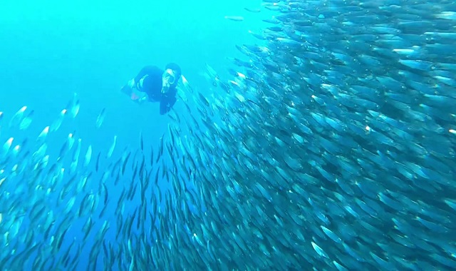 보홀 나팔링 정어리떼 & 히낙다난 동굴 스노클링 투어 (한국인 전용, 인생샷)