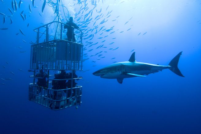 Hawaii: Shark Cage Diving Tour
