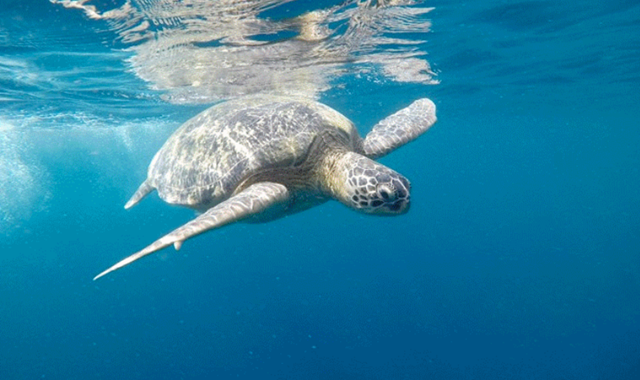 세부 모알보알 단독 호핑투어 by 세부지킴이