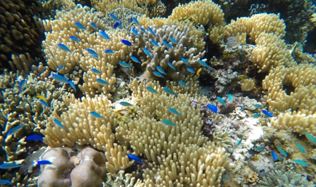 세부 모알보알 단독 호핑투어 by 세부지킴이