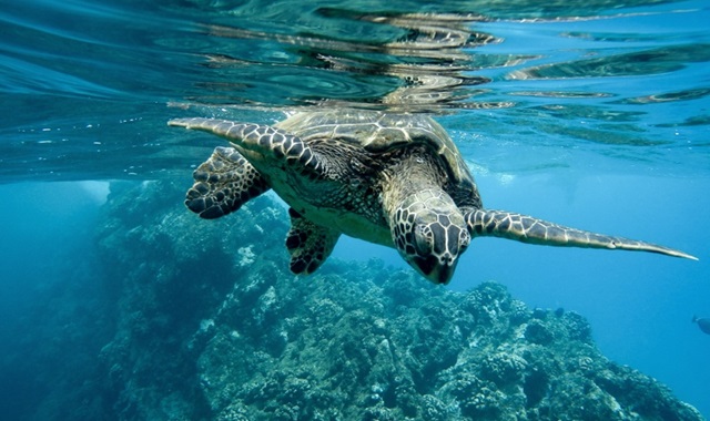 세부 오슬롭 고래상어 & 가와산 캐녀닝 풀코스 & 모알보알 단독 투어 by 세부지킴이