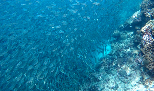 세부 오슬롭 고래상어 & 가와산 캐녀닝 풀코스 & 모알보알 단독 투어 by 세부지킴이