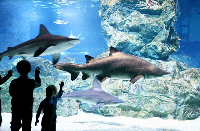 activity_detail_image