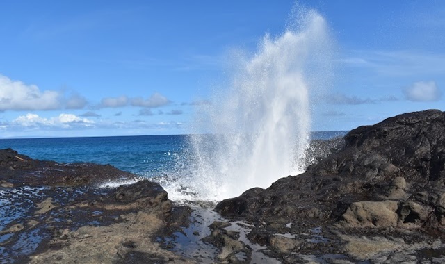 하와이 오아후 섬 단독 일일 투어