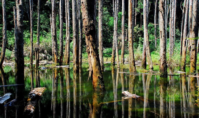台中発 - 森林渓谷 日帰りツアー (忘憂森林·妖怪村)