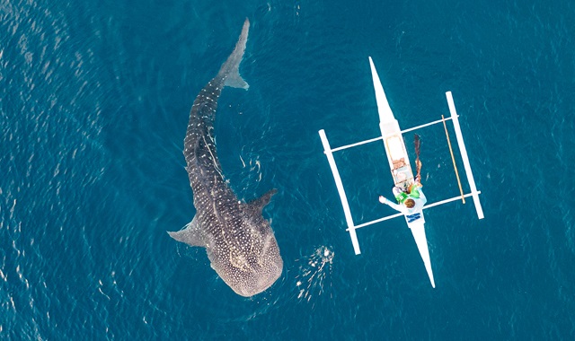 세부 모알보알 다이빙, 오슬롭, 캐녀닝 투어 (칠리바 밀쿠폰 제공)