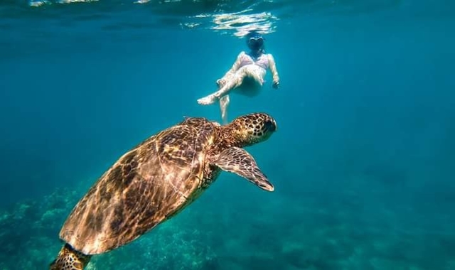 Hawaii Honolulu Airport Pickup Service + Turtle Snorkeling & Dolphin Cruise Tour