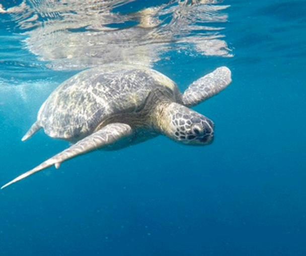 activity_detail_image