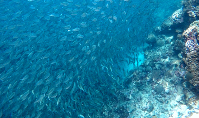 세부 모알보알 호핑 & 풀코스 캐녀닝 프라이빗 투어 by 세부지킴이 (현지인 스탭)