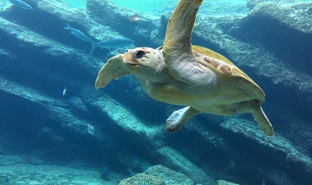보홀 발리카삭 & 버진 아일랜드 호핑 투어 (한국인 전용, 스노클링 2회 포함)
