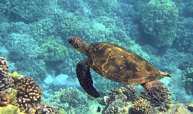 보홀 발리카삭 & 버진 아일랜드 호핑 투어 (한국인 전용, 스노클링 2회 포함)