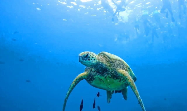 하와이 와이키키 100% 보는 거북이 스노클링 투어 (선셋 세일링 / 해양 액티비티 5종 콤보)