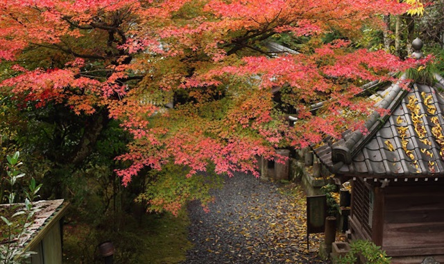 Hiroshima Okeiko Japan Miyajima Kimono Rental