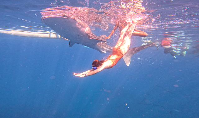 [세친구투어] 세부 패스트트랙 오모팩 (오슬롭 고래상어 + 투말록폭포 + 모알보알 호핑)